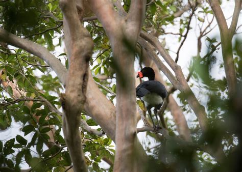 Peru – BUDGET BIRDERS