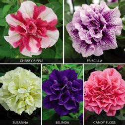 Petunia Tumbelina Collection Work Well In Hanging Baskets Petunia