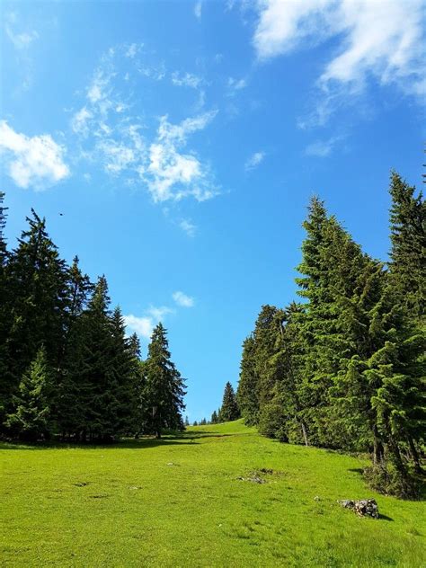 Romanian Forest Landscape Pictures Nature Natural Landmarks