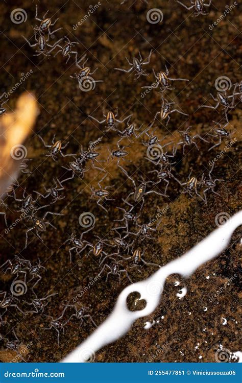 Small Ripple Bugs Stock Image Image Of Brown Insects 255477851