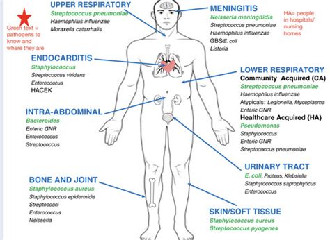 Principles Of Antimicrobial Therapy Flashcards Quizlet