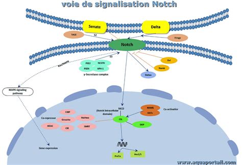 Voie De Signalisation Notch D Finition Et Explications