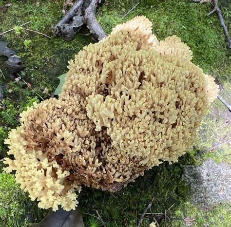 Upright Coral Fungus From Dummerston VT US On August 26 2023 At 11