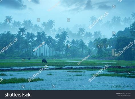 Kerala Monsoon: Over 2,496 Royalty-Free Licensable Stock Photos ...