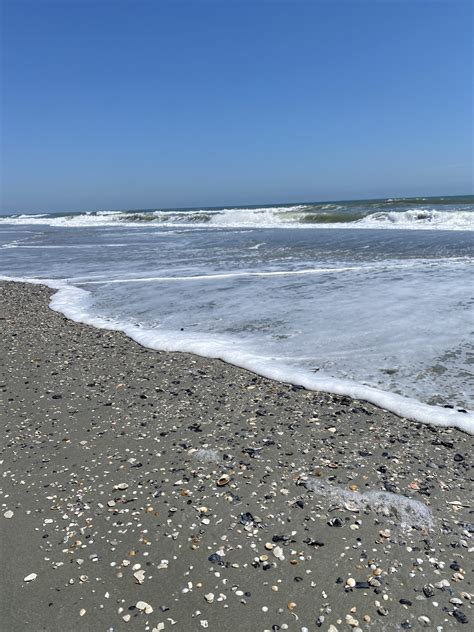 How To Collect Shells And Sharks Teeth In Myrtle Beach Caribbean