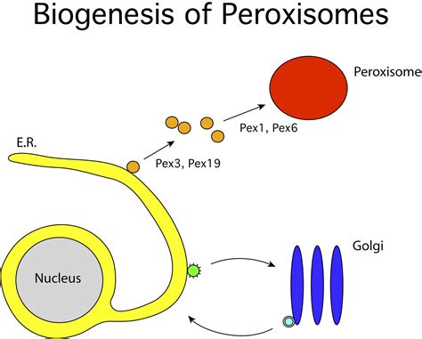 Peroxisomes Another Branch Of The Secretory Pathway Cell