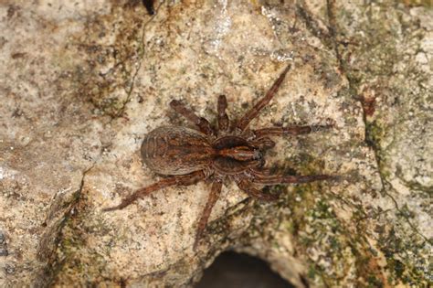 12 Common Spiders In Massachusetts Go Look Explore