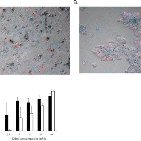 Qd Uptake Comparison Between Primary Human Liver Cells And Human