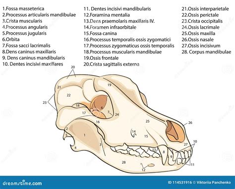 Il Cranio Di Un Cane Struttura Delle Ossa Della Testa Progettazione