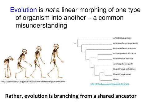 PPT Population Genetics And Human Evolution PowerPoint Presentation