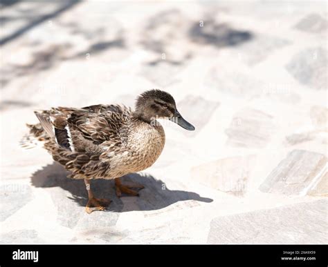 A Duck Walks On A Concrete Walkway A Duck Crosses The Road Stock Photo