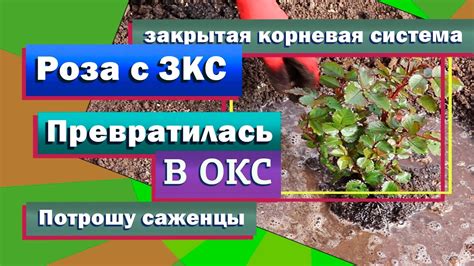 Роза ЗКС. За что платим?! Контейнер 7 литров. - YouTube