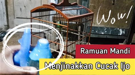 Menjinakkan Cucak Ijo Ombyokan Proses Mandi Malam Semprot Basah