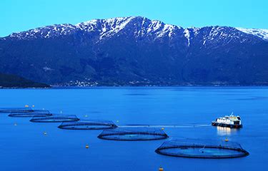 Political agreement lowers Norway's proposed salmon tax to 25 percent ...