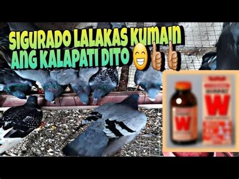 VITAMINS PARA LUMAKAS KUMAIN ANG KALAPATI YouTube