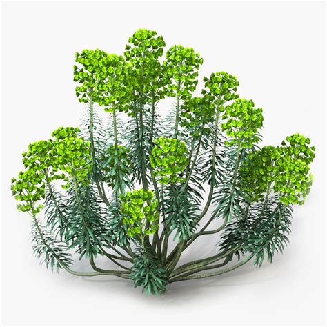 Euphorbia 3d Models Download Free3d