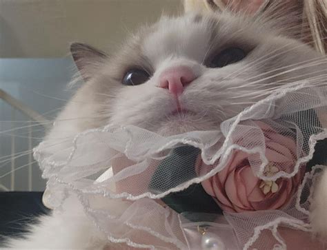 Had to Share... : r/ragdolls
