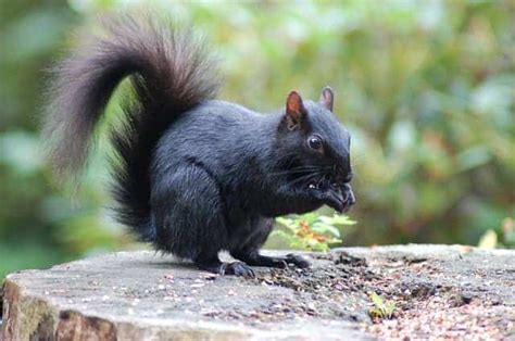 8 Differences Between Red And Gray Squirrels Photos Id And Behavior