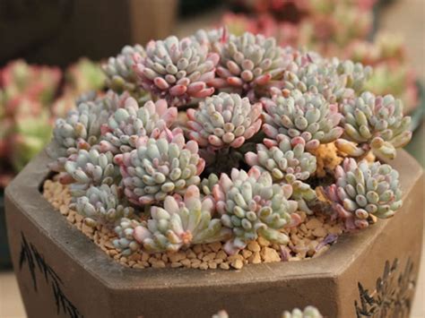 Graptopetalum Pachyphyllum World Of Succulents