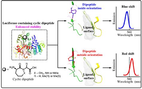 Local Conformational Constraint Of Firefly Luciferase Can Affect The