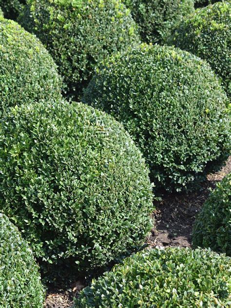 Japanese Boxwood Hedge Bush Buxus Microphylla Urban Tropicals