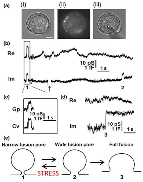 Exocytotic Fusion Pore Under Stress