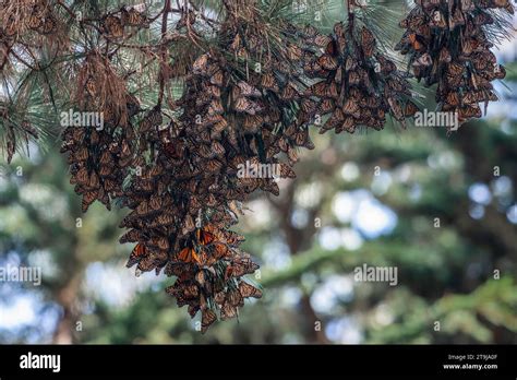 Thousands of overwintering western monarch butterflies, Danaus ...