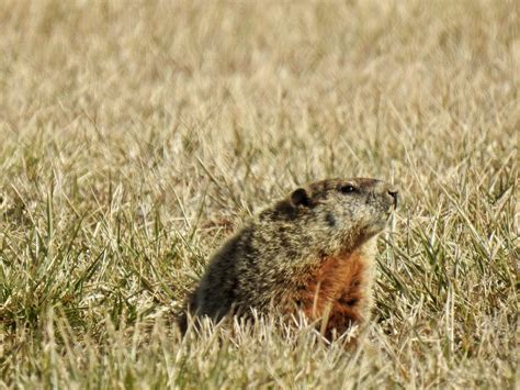 Terrierman's Daily Dose: The Groundhog Saw Its Shadow