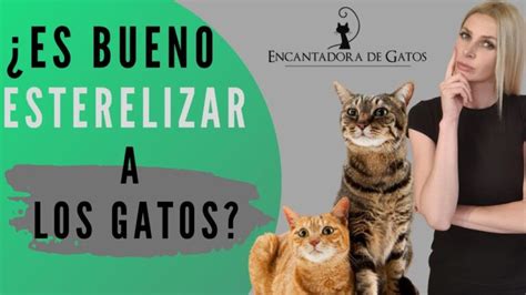 Riesgos No Esterilizar Gata Importancia Y Consecuencias Actualizado