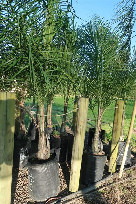 Queen Syagrus Romanzoffianum Coast Palms And Cycads