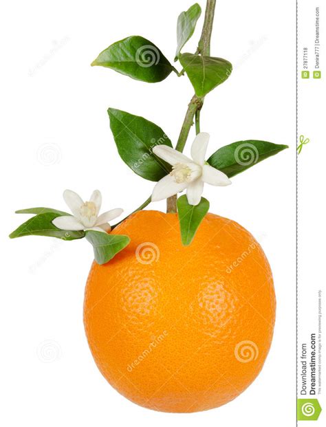 Orange Blossom Clipart Clipart Suggest