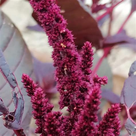 Flower Hopi Red Dye Amaranth Irish Seed Savers Association