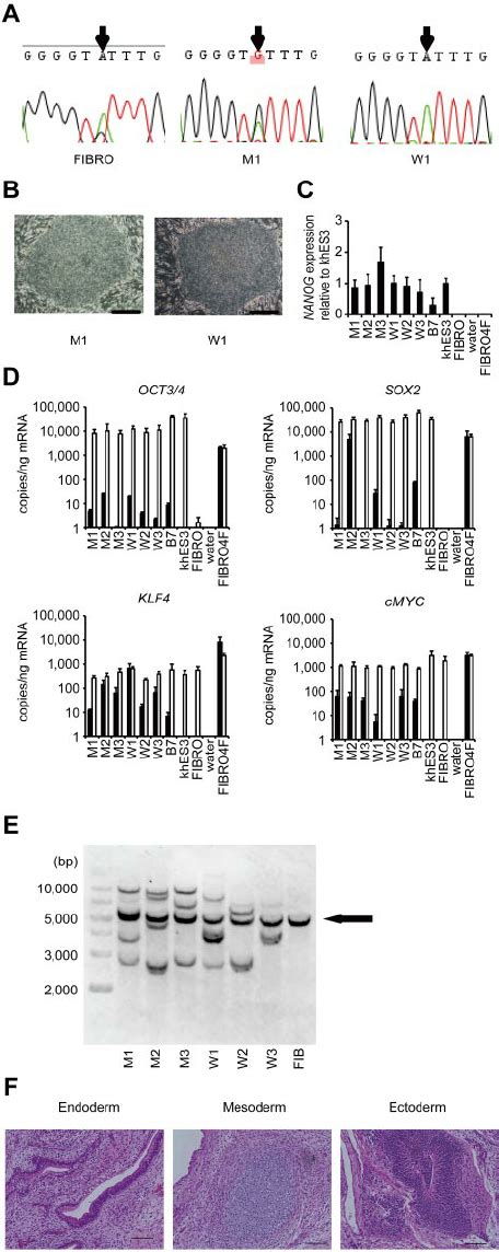 Establishment And Characterization Of Ipscs A Sequencing Of The