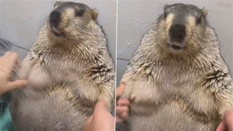 Viral Video: शॉवर के नीचे मजे से स्नान करता दिखा Marmot, उसके रिएक्शन