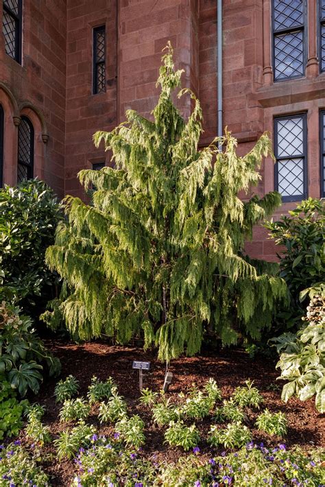 Callitropsis Nootkatensis Pendula Glauca Weeping Alaskan Cedar