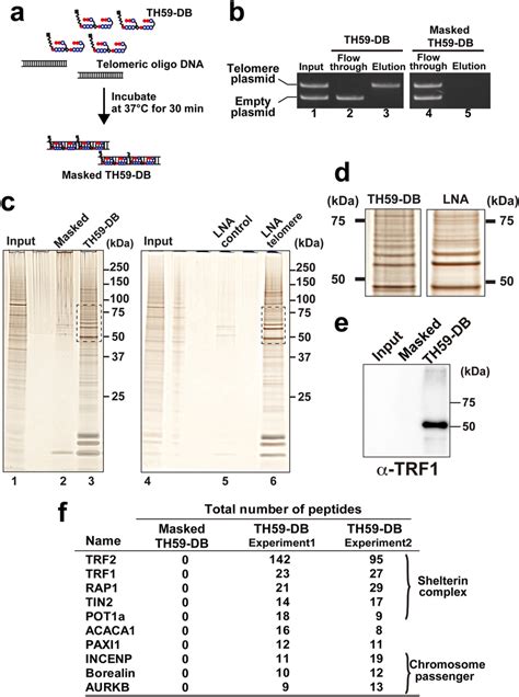 Affinity Purification Of The Telomeric Chromatin From Mouse Erythrocyte