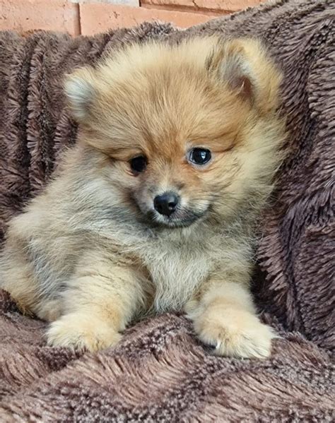 Szpic Miniaturowy Pomeranian Boo Suczka Typ Misia Gdynia Cisowa