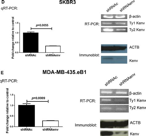 Figure From Activation Of Herv K Env Protein Is Essential For