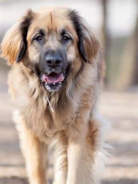 Leonberger Retriever Mix