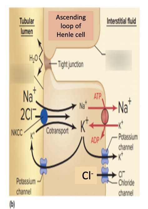 Diagram of KIN 132: UR#3 pt. 2 ascending loop of Henle | Quizlet