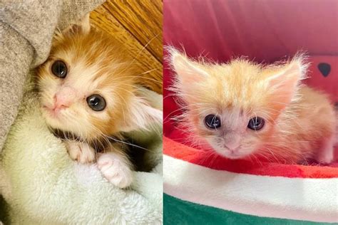 Mookie the Kitten Makes Quite a Turnaround After He was Given a Chance ...