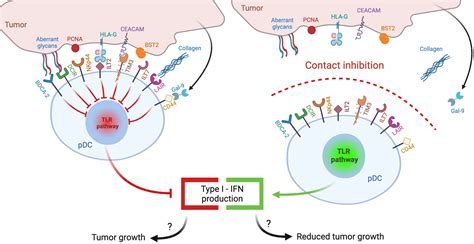 Frontiers Inhibitory Receptors Of Plasmacytoid Dendritic Cells As