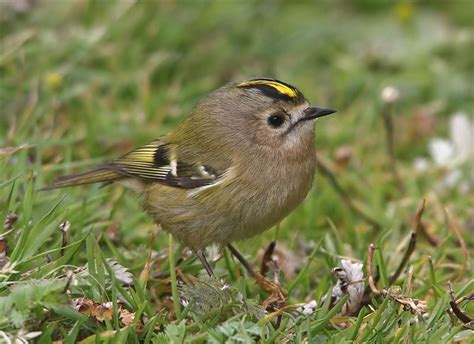 Goldcrest | BirdForum