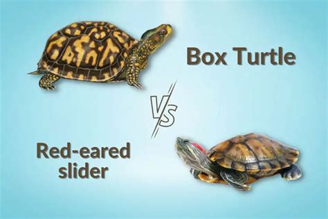 Box Turtle Vs Red Eared Slider Which One To Get