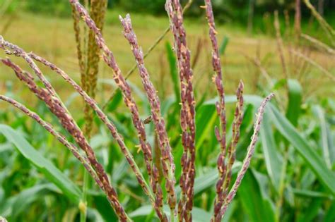 Premium Photo | Corn tree plant of flowers stems and leaves in a field