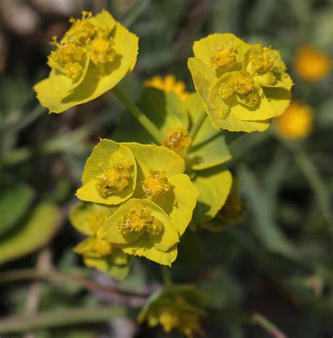 Lechetrezna Euphorbia Serrata INaturalist Mexico