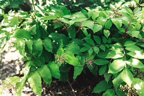 Poison Sumac Toxicity And Identification