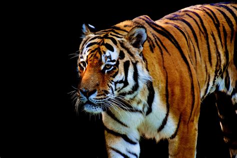 Closeup photo of Tiger HD wallpaper | Wallpaper Flare