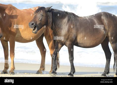 Wild Horses Beach Stock Photo - Alamy