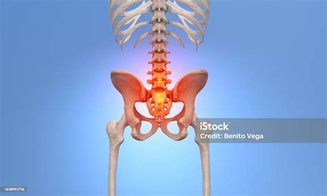 Sacrum Pain Skeletal Back View Stock Photo Download Image Now